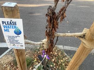 dead tree